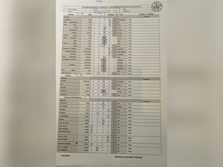 IJslander Merrie 8 Jaar 142 cm Zwart in Waiblingen