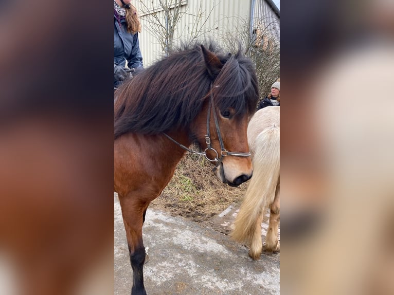 IJslander Merrie 8 Jaar 144 cm Lichtbruin in Wehrheim