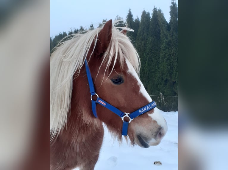 IJslander Merrie 8 Jaar 145 cm Donkere-vos in Aßlar