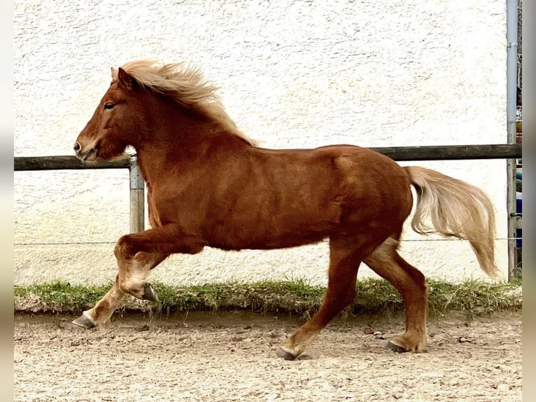 IJslander Merrie 8 Jaar 145 cm Vos in Bl&#xE5;vand