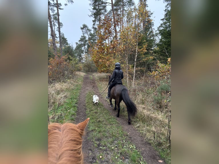 IJslander Merrie 8 Jaar 146 cm Bruin in Hatten