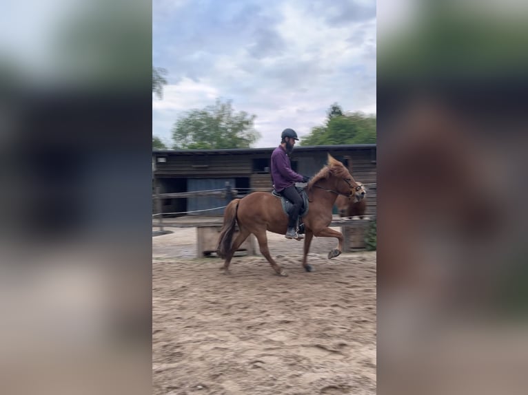 IJslander Merrie 8 Jaar 146 cm Vos in Stuttgart