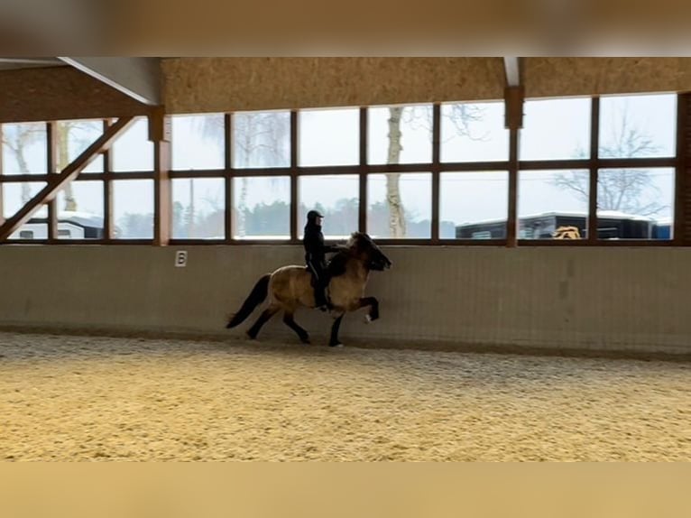 IJslander Merrie 8 Jaar 153 cm Falbe in Lehmrade
