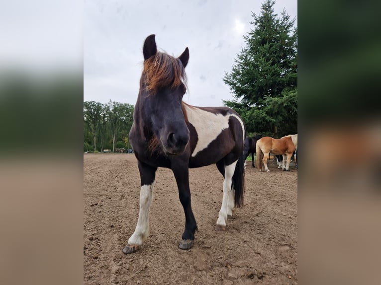 IJslander Merrie 8 Jaar in Falkensee