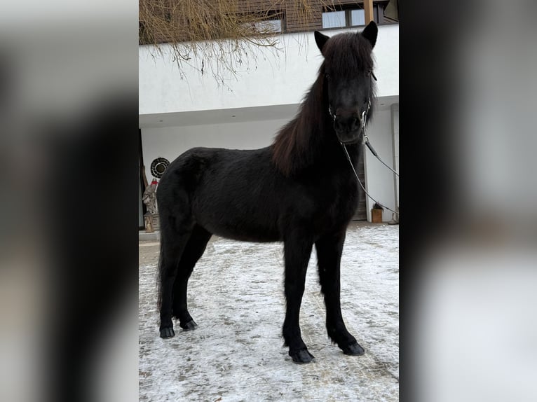 IJslander Merrie 9 Jaar 133 cm Zwart in Lochen am See