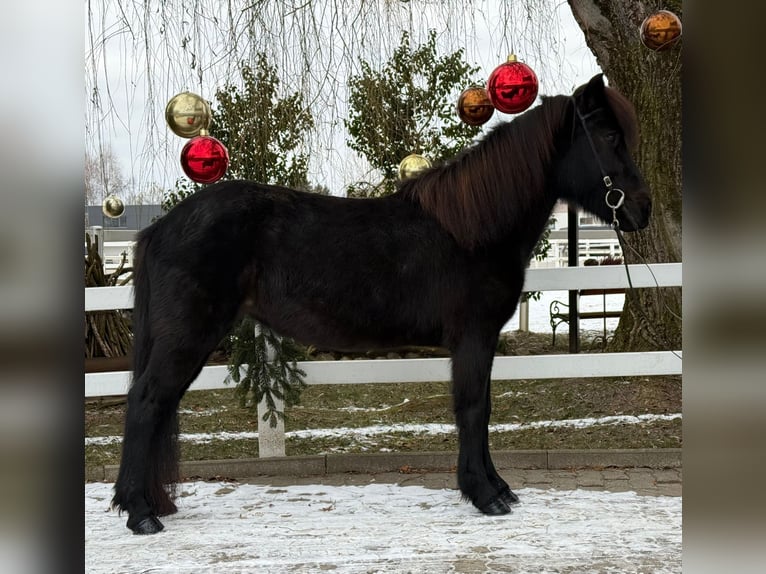 IJslander Merrie 9 Jaar 133 cm Zwart in Lochen am See