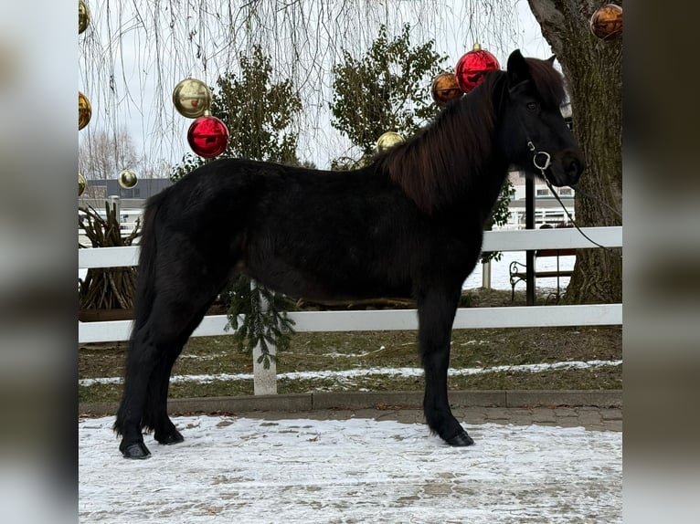 IJslander Merrie 9 Jaar 133 cm Zwart in Lochen am See