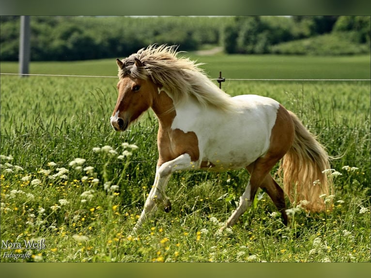 IJslander Merrie 9 Jaar 135 cm Gevlekt-paard in PollingPolling