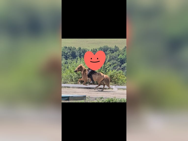 IJslander Merrie 9 Jaar 135 cm Vos in Völklingen