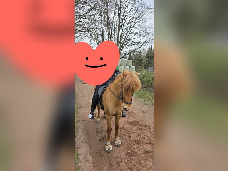 IJslander Merrie 9 Jaar 135 cm Vos in Völklingen