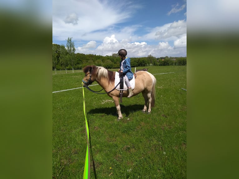 IJslander Merrie 9 Jaar 136 cm Gevlekt-paard in Nottuln