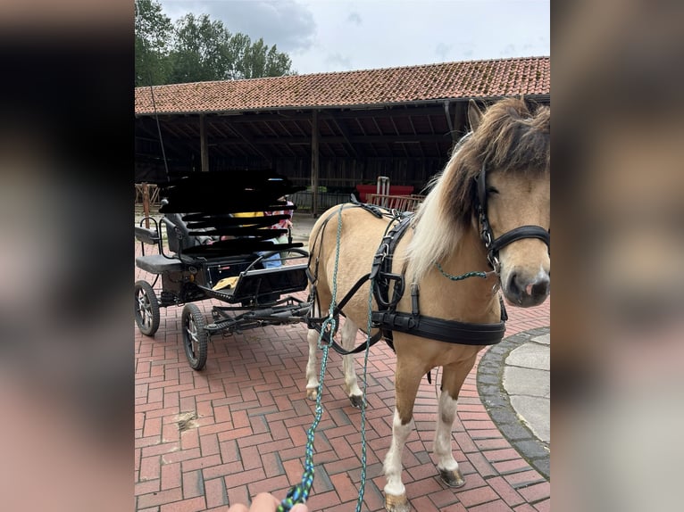 IJslander Merrie 9 Jaar 136 cm Gevlekt-paard in Nottuln