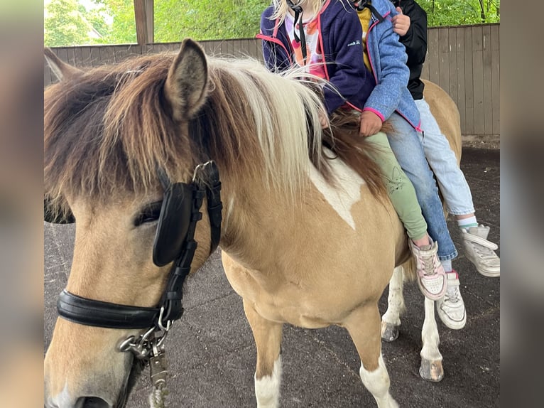 IJslander Merrie 9 Jaar 136 cm Gevlekt-paard in Nottuln