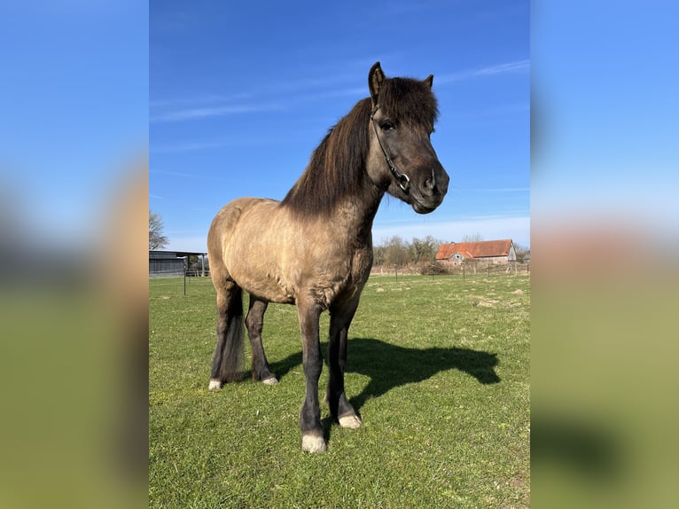 IJslander Merrie 9 Jaar 137 cm Falbe in Hohenfelde
