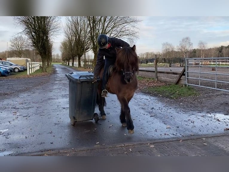 IJslander Merrie 9 Jaar 137 cm in Schneverdingen