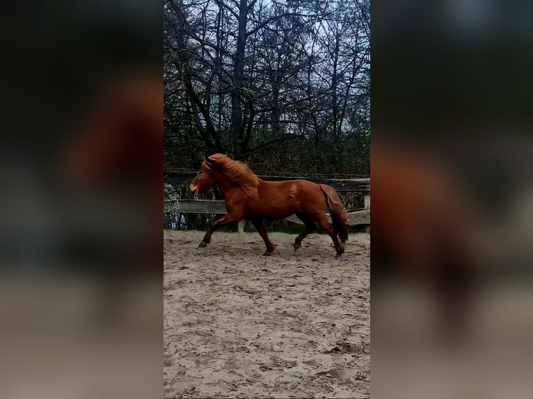 IJslander Merrie 9 Jaar 137 cm Vos in Duisburg