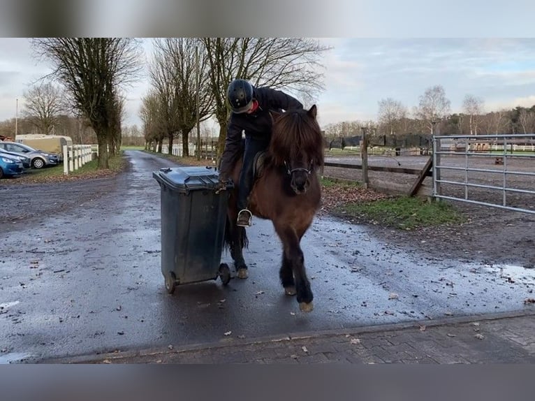 IJslander Merrie 9 Jaar 137 cm Zwart in Schneverdingen