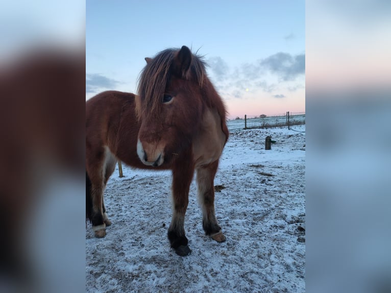 IJslander Merrie 9 Jaar 138 cm Bruin in Oberkail