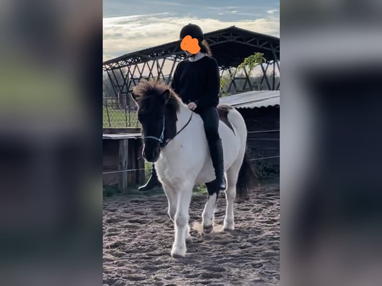 IJslander Merrie 9 Jaar 138 cm Gevlekt-paard in Nuthe-Urstromtal
