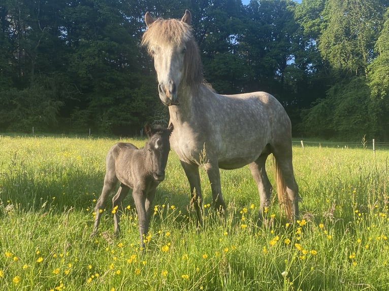 IJslander Merrie 9 Jaar 138 cm Schimmel in Roetgen