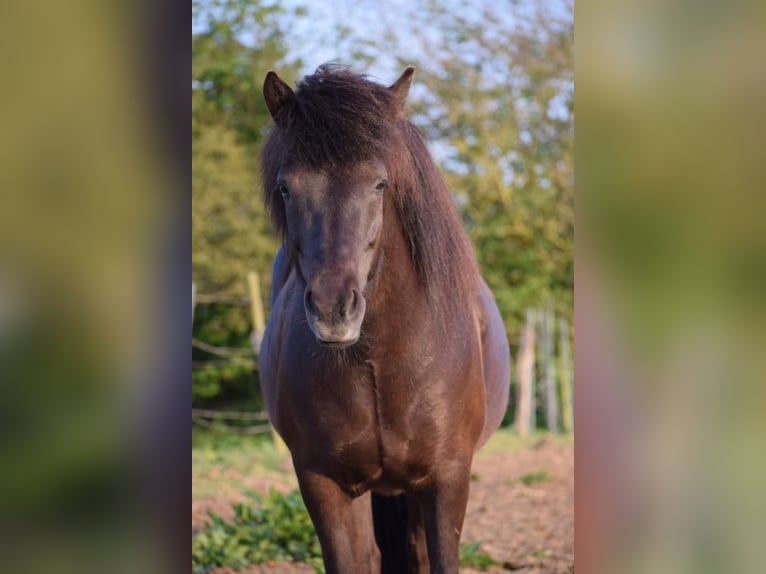 IJslander Merrie 9 Jaar 140 cm Bruin in Blunk