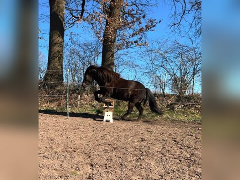 IJslander Merrie 9 Jaar 140 cm Bruin in Blunk