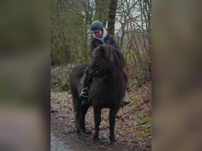 IJslander Merrie 9 Jaar 140 cm Bruin in Blunk