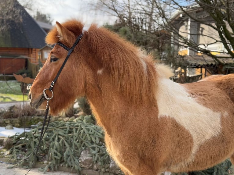 IJslander Merrie 9 Jaar 140 cm Gevlekt-paard in Lochen am See