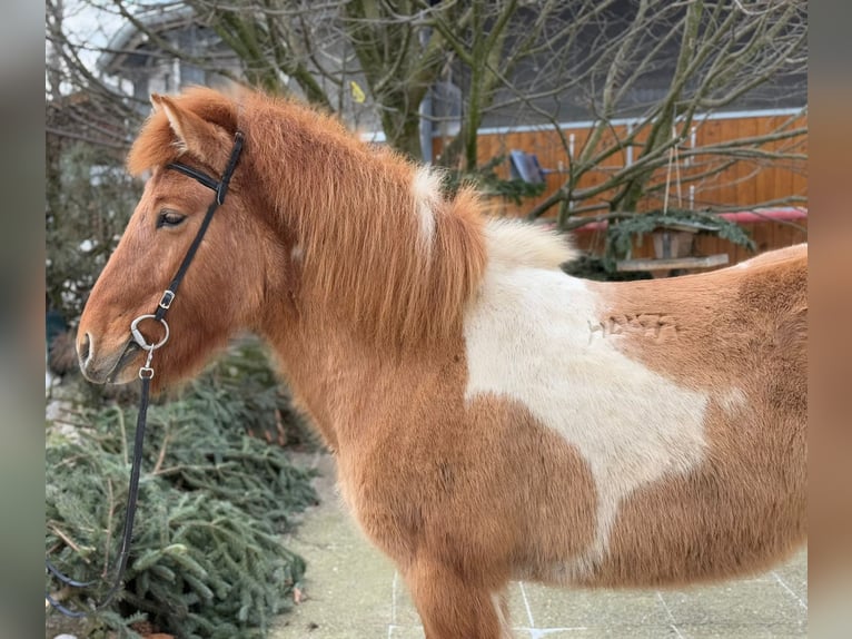 IJslander Merrie 9 Jaar 140 cm Gevlekt-paard in Lochen am See