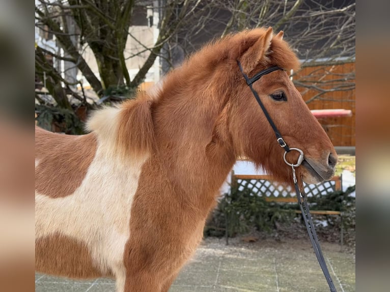 IJslander Merrie 9 Jaar 140 cm Gevlekt-paard in Lochen am See