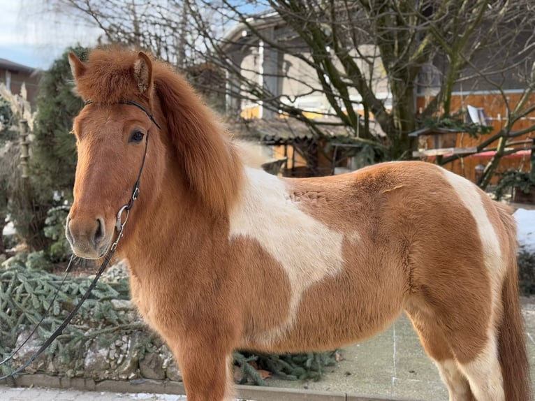 IJslander Merrie 9 Jaar 140 cm Gevlekt-paard in Lochen am See