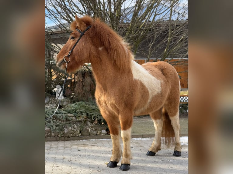 IJslander Merrie 9 Jaar 140 cm Gevlekt-paard in Lochen am See