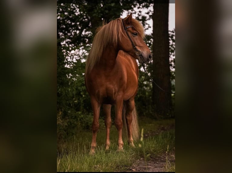 IJslander Merrie 9 Jaar 140 cm Vos in Oberndorf