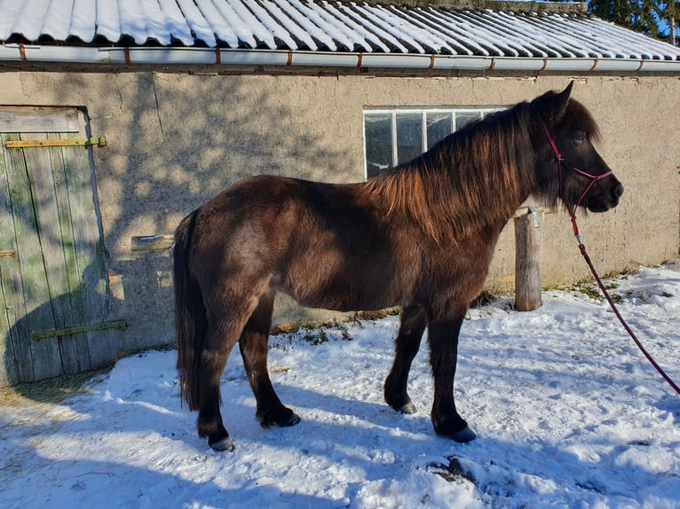 IJslander Merrie 9 Jaar 141 cm Zwart in Langenhagen