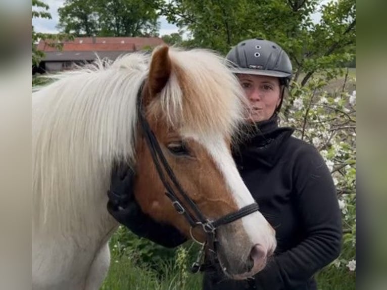 IJslander Merrie 9 Jaar 142 cm Gevlekt-paard in Schneverdingen