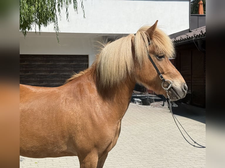IJslander Merrie 9 Jaar 143 cm Vos in Lochen am See