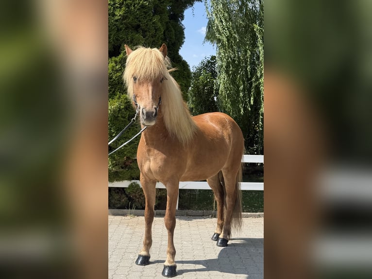 IJslander Merrie 9 Jaar 143 cm Vos in Lochen am See