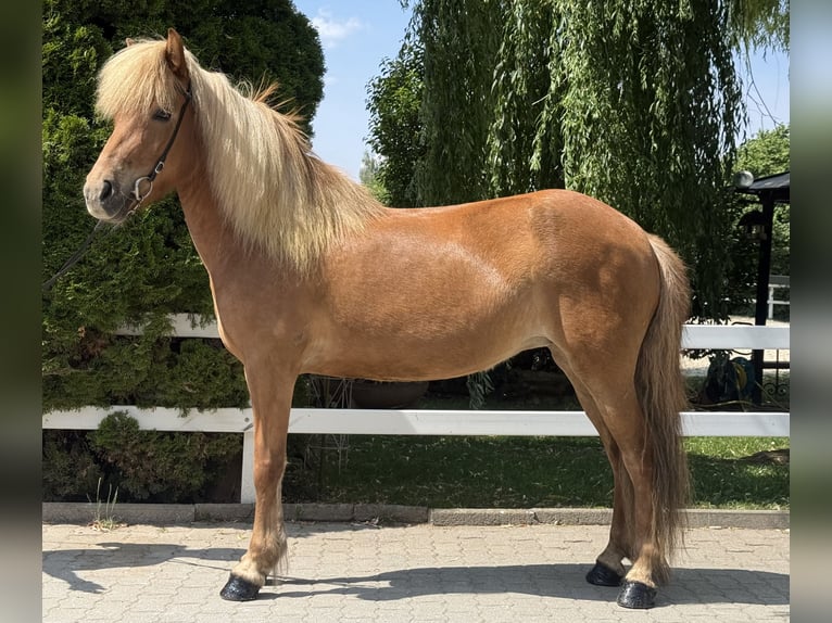 IJslander Merrie 9 Jaar 143 cm Vos in Lochen am See