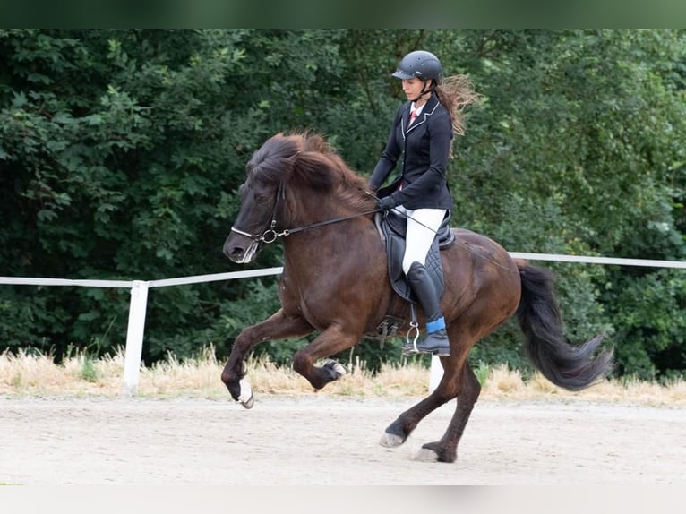 IJslander Merrie 9 Jaar 143 cm Zwart in St. Radegund