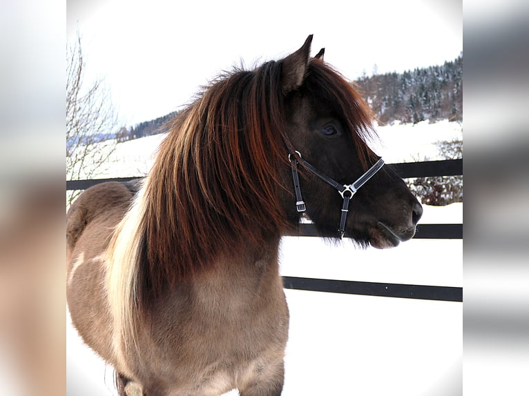 IJslander Merrie 9 Jaar 144 cm Gevlekt-paard in Friesenhagen