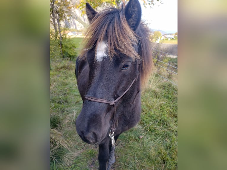IJslander Merrie 9 Jaar 144 cm Zwartbruin in Haiming