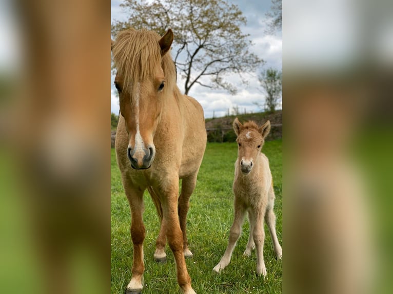 IJslander Merrie 9 Jaar 147 cm Falbe in Altenberge