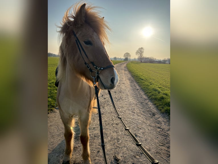 IJslander Merrie 9 Jaar 147 cm Falbe in Altenberge