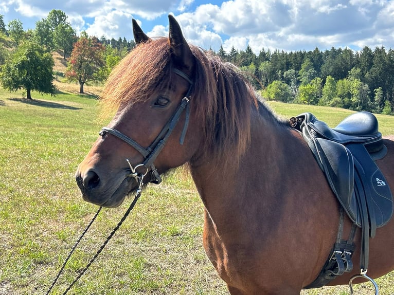 IJslander Merrie 9 Jaar Bruin in Albstadt