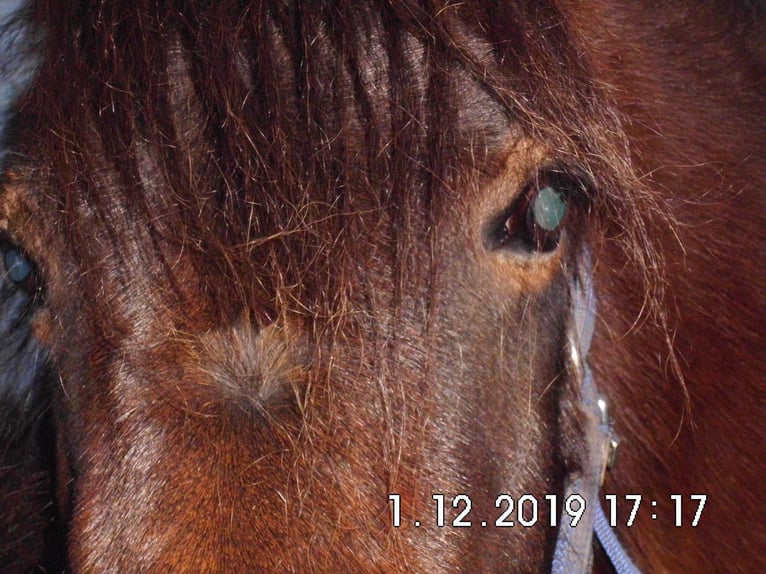 IJslander Merrie 9 Jaar Bruin in Dillenburg