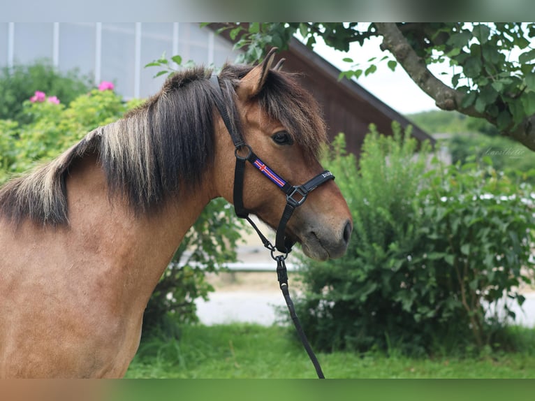 IJslander Merrie 9 Jaar Gevlekt-paard in Stra&#xDF;walchen