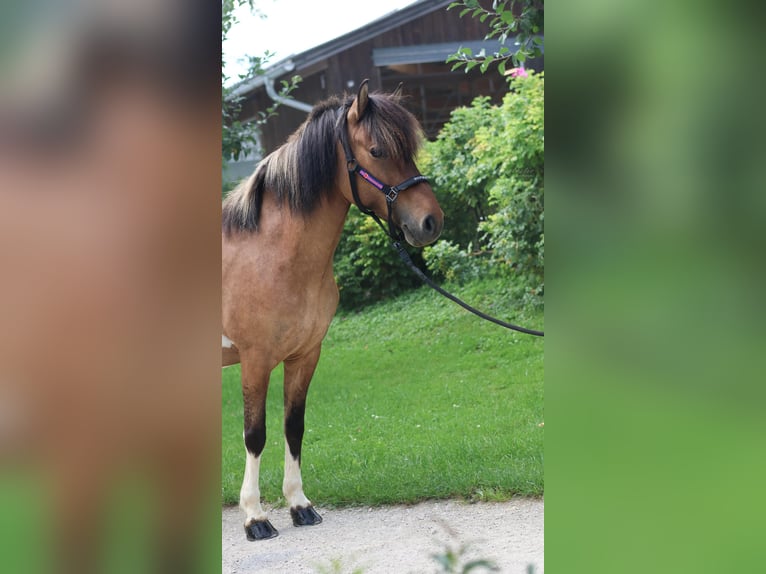 IJslander Merrie 9 Jaar Gevlekt-paard in Stra&#xDF;walchen