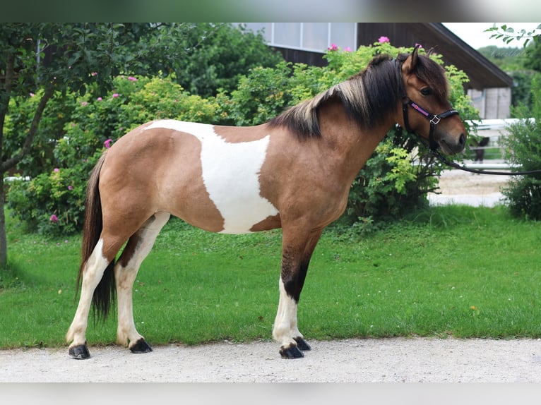 IJslander Merrie 9 Jaar Gevlekt-paard in Stra&#xDF;walchen