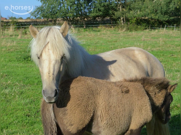 IJslander Merrie 9 Jaar Palomino in Neustadt am Rübenberge