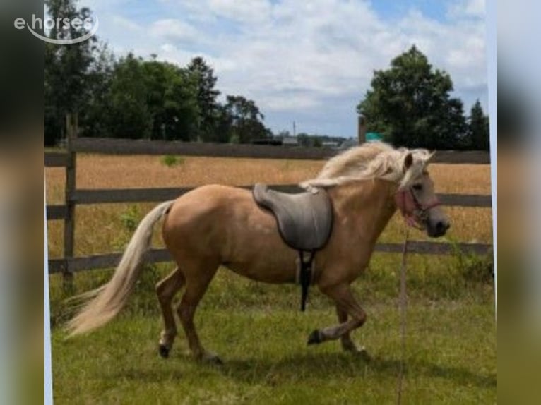 IJslander Merrie 9 Jaar Palomino in Neustadt am Rübenberge